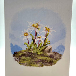 Australian Flannel Native Flower Garden Origami Pop Cards 3D Pop Up Greeting Card Happy Birthday Thank You Handmade Gift Thinking of You Blank Card for Any Occasion Happy Mother's Day Happy Father's Australiana Celebrate the Beauty of Flower