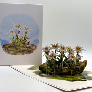 Australian Flannel Native Flower Garden Origami Pop Cards 3D Pop Up Greeting Card Happy Birthday Thank You Handmade Gift Thinking of You Blank Card for Any Occasion Happy Mother's Day Happy Father's Australiana Celebrate the Beauty of Flower