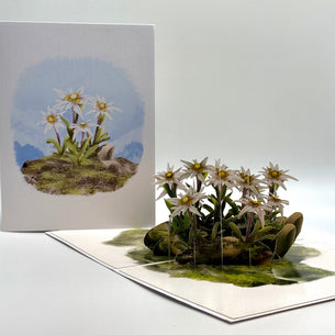 Australian Flannel Native Flower Garden Origami Pop Cards 3D Pop Up Greeting Card Happy Birthday Thank You Handmade Gift Thinking of You Blank Card for Any Occasion Happy Mother's Day Happy Father's Australiana Celebrate the Beauty of Flower