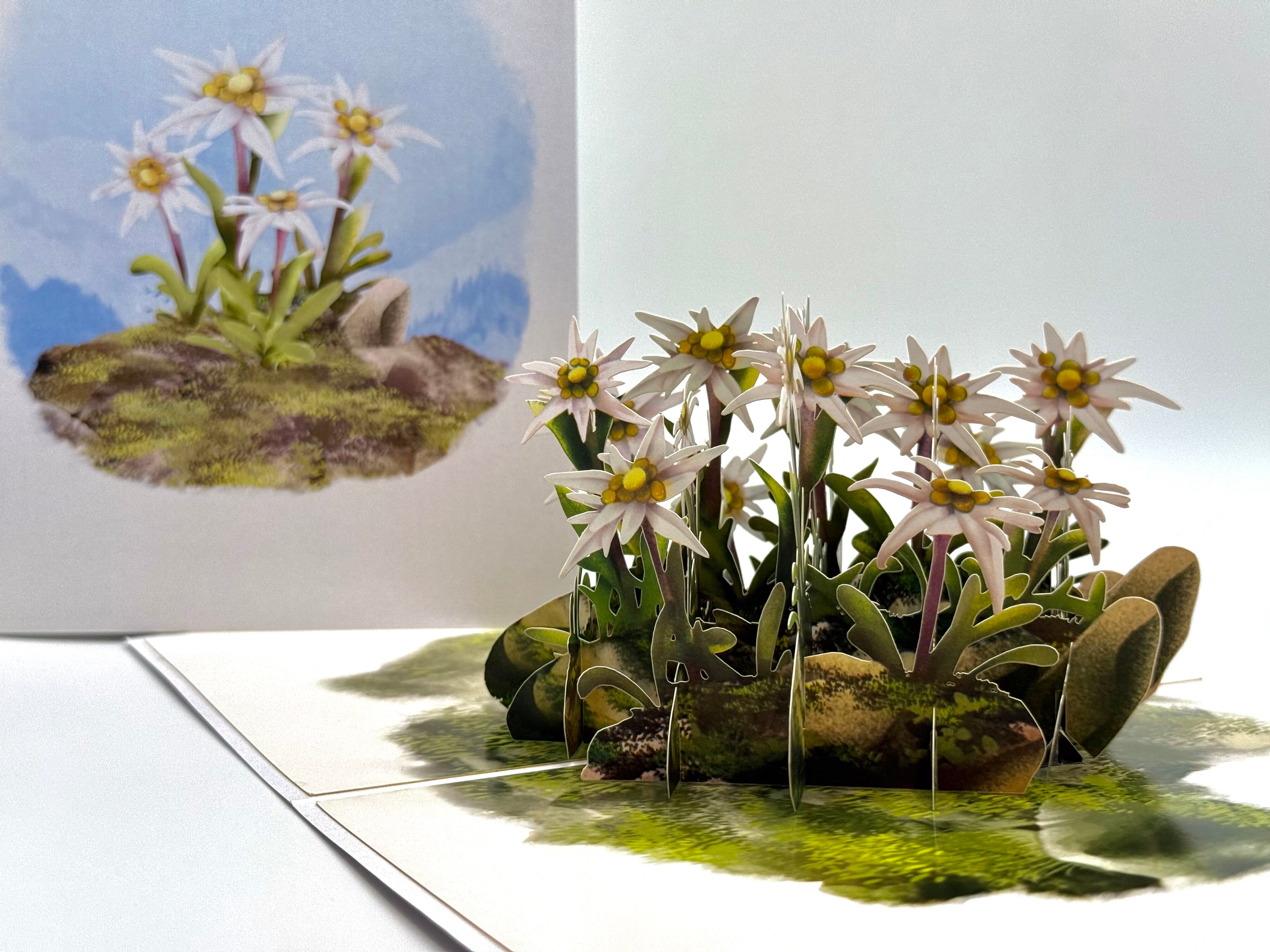 Australian Flannel Native Flower Garden Origami Pop Cards 3D Pop Up Greeting Card Happy Birthday Thank You Handmade Gift Thinking of You Blank Card for Any Occasion Happy Mother's Day Happy Father's Australiana Celebrate the Beauty of Flower