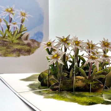 Australian Flannel Native Flower Garden Origami Pop Cards 3D Pop Up Greeting Card Happy Birthday Thank You Handmade Gift Thinking of You Blank Card for Any Occasion Happy Mother's Day Happy Father's Australiana Celebrate the Beauty of Flower