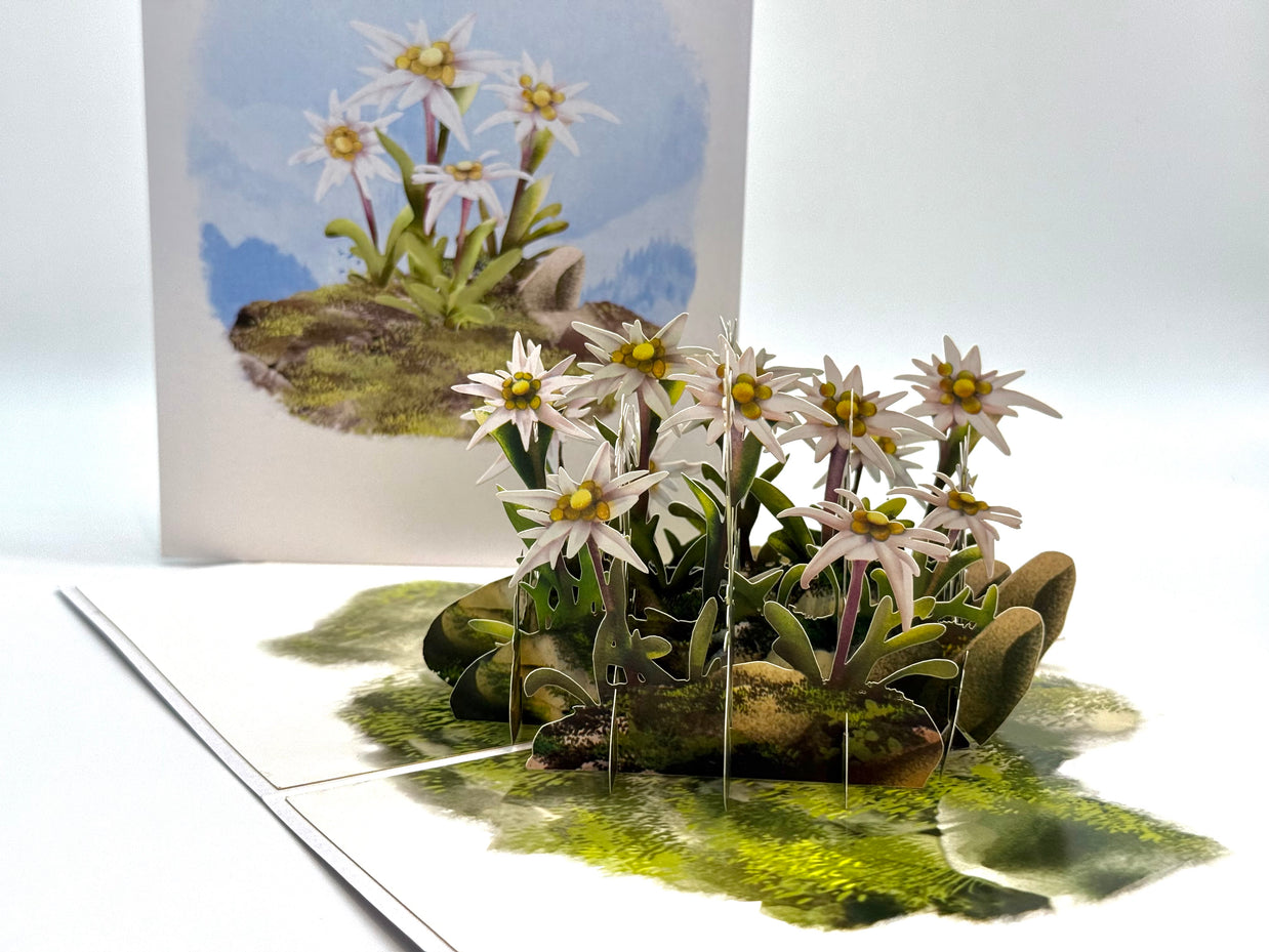 Australian Flannel Native Flower Garden Origami Pop Cards 3D Pop Up Greeting Card Happy Birthday Thank You Handmade Gift Thinking of You Blank Card for Any Occasion Happy Mother's Day Happy Father's Australiana Celebrate the Beauty of Flower