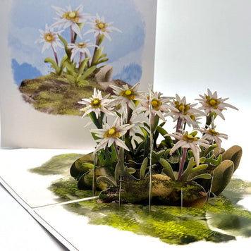 Australian Flannel Native Flower Garden Origami Pop Cards 3D Pop Up Greeting Card Happy Birthday Thank You Handmade Gift Thinking of You Blank Card for Any Occasion Happy Mother's Day Happy Father's Australiana Celebrate the Beauty of Flower