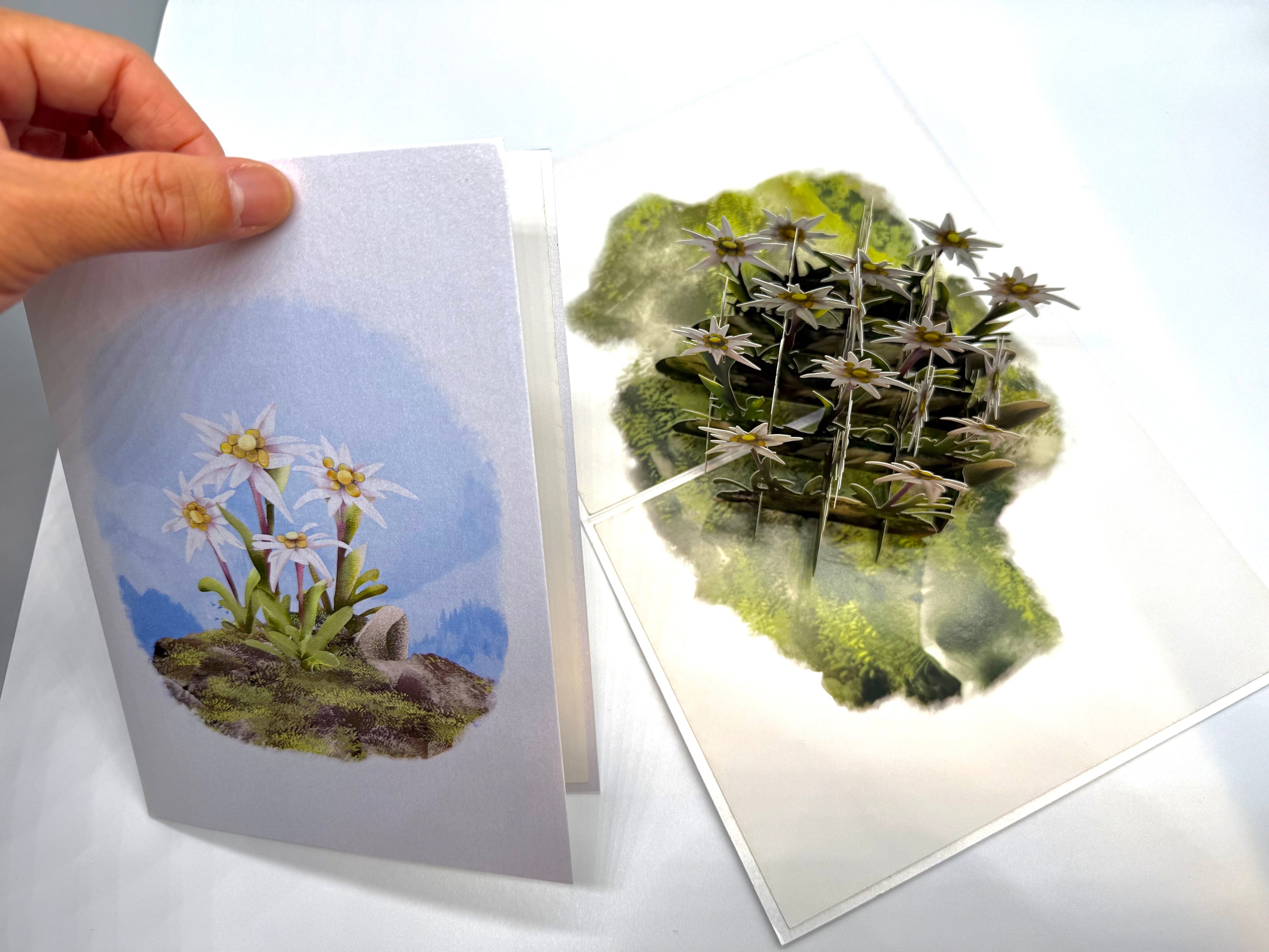 Australian Flannel Native Flower Garden Origami Pop Cards 3D Pop Up Greeting Card Happy Birthday Thank You Handmade Gift Thinking of You Blank Card for Any Occasion Happy Mother's Day Happy Father's Australiana Celebrate the Beauty of Flower