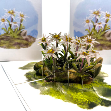 Australian Flannel Native Flower Garden Origami Pop Cards 3D Pop Up Greeting Card Happy Birthday Thank You Handmade Gift Thinking of You Blank Card for Any Occasion Happy Mother's Day Happy Father's Australiana Celebrate the Beauty of Flower
