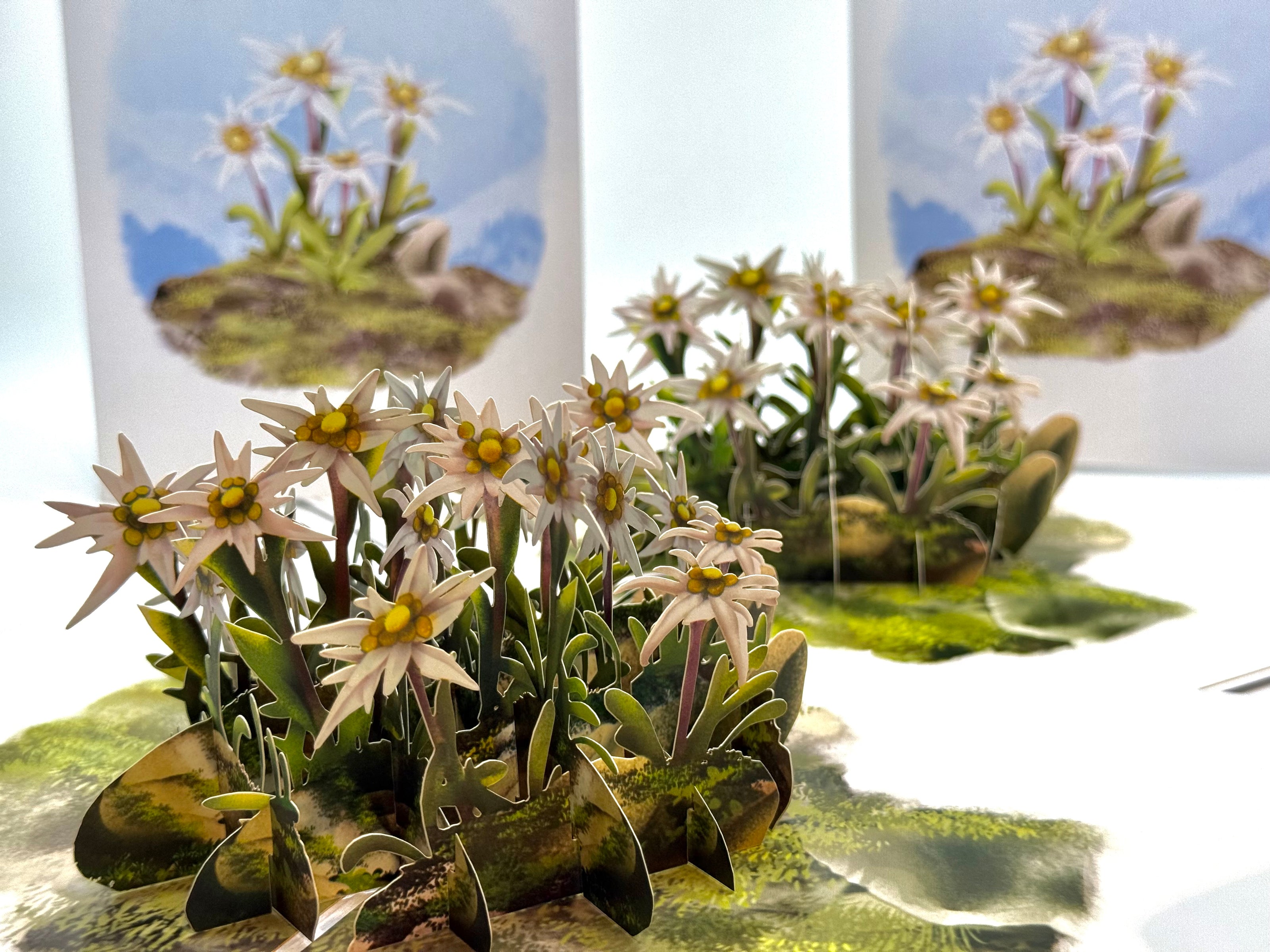 Australian Flannel Native Flower Garden Origami Pop Cards 3D Pop Up Greeting Card Happy Birthday Thank You Handmade Gift Thinking of You Blank Card for Any Occasion Happy Mother's Day Happy Father's Australiana Celebrate the Beauty of Flower