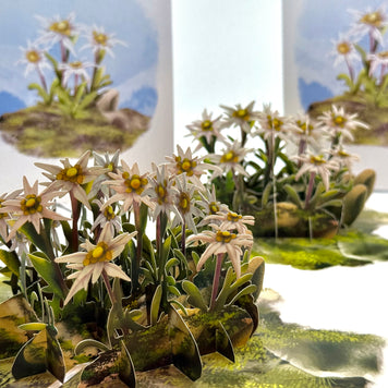Australian Flannel Native Flower Garden Origami Pop Cards 3D Pop Up Greeting Card Happy Birthday Thank You Handmade Gift Thinking of You Blank Card for Any Occasion Happy Mother's Day Happy Father's Australiana Celebrate the Beauty of Flower