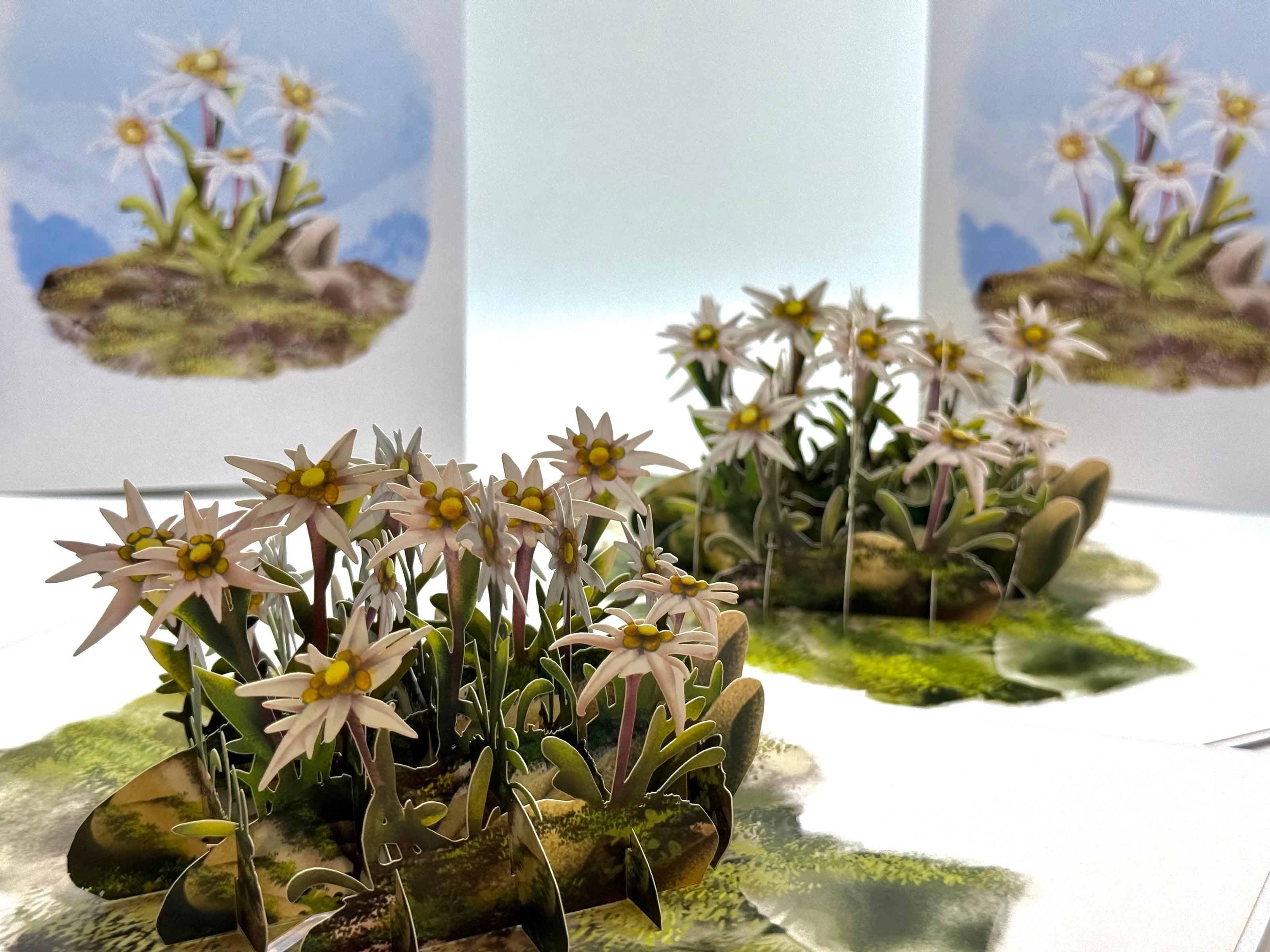 Australian Flannel Native Flower Garden Origami Pop Cards 3D Pop Up Greeting Card Happy Birthday Thank You Handmade Gift Thinking of You Blank Card for Any Occasion Happy Mother's Day Happy Father's Australiana Celebrate the Beauty of Flower