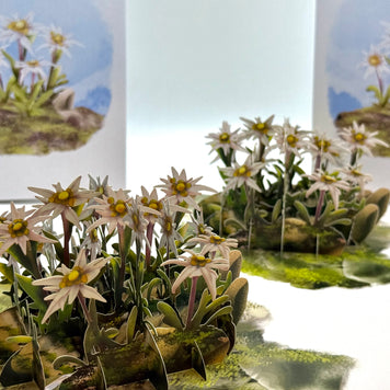 Australian Flannel Native Flower Garden Origami Pop Cards 3D Pop Up Greeting Card Happy Birthday Thank You Handmade Gift Thinking of You Blank Card for Any Occasion Happy Mother's Day Happy Father's Australiana Celebrate the Beauty of Flower