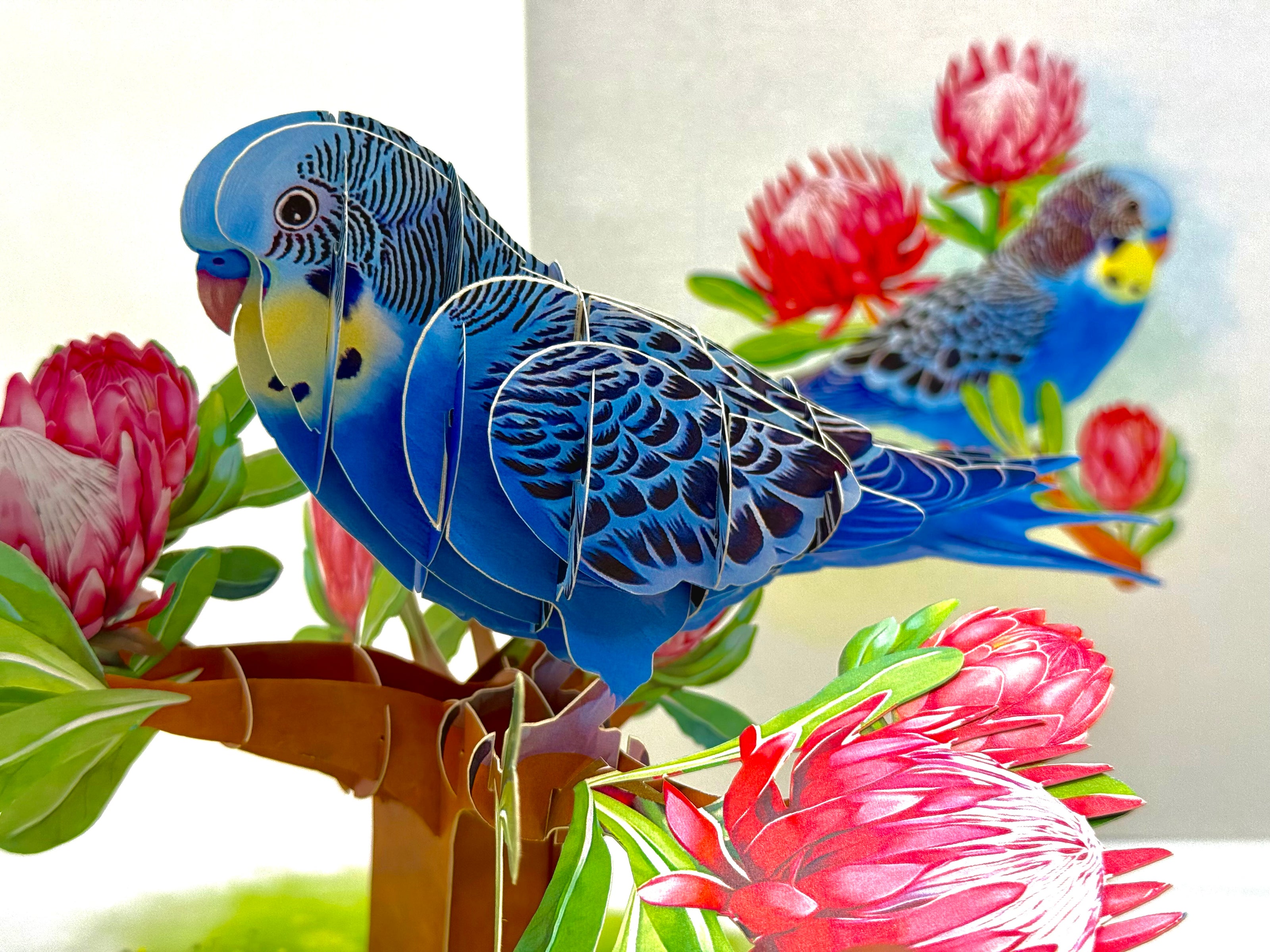 Blue & Yellow Budgie with Pink Protea Flowers Origami Pop Cards 3D Pop Up Greeting Card Celebrate Happy Birthday Thank You Handmade Best Wishes Gift Thinking of You Blank Card for Any Occasion Happy Mother's Day Happy Father's Day Australiana Nature