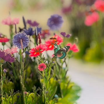 Cornflower Garden with Butterflies Origami Pop Cards 3D Pop Up Greeting Card Happy Birthday Thank You Handmade Gift Thinking of You Blank Card for Any Occasion Happy Mother's Day Happy Father's Australiana Celebrate the Beauty of Flower