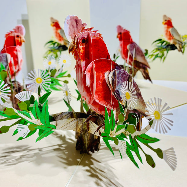 Gorgeous Pink Galah Cockatoo Australian Wild Bird Origami Pop Cards 3D Pop Up Greeting Card Happy Birthday Thank You Handmade Gift Thinking of You Blank Card for Any Occasion Happy Mother's Day Happy Father's Australiana Birds