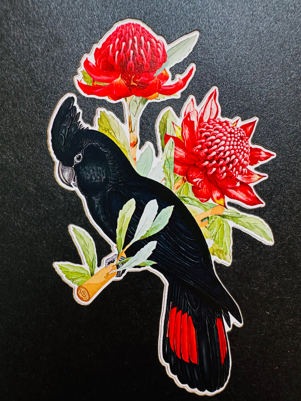 Red-Tailed Black Cockatoo with Red Waratahs - Australian Bird Origami Pop Cards 3D Pop Up Greeting Card Happy Birthday Thank You Handmade Gift Thinking of You Blank Card for Any Occasion Happy Mother's Day Happy Father's Australiana Birds