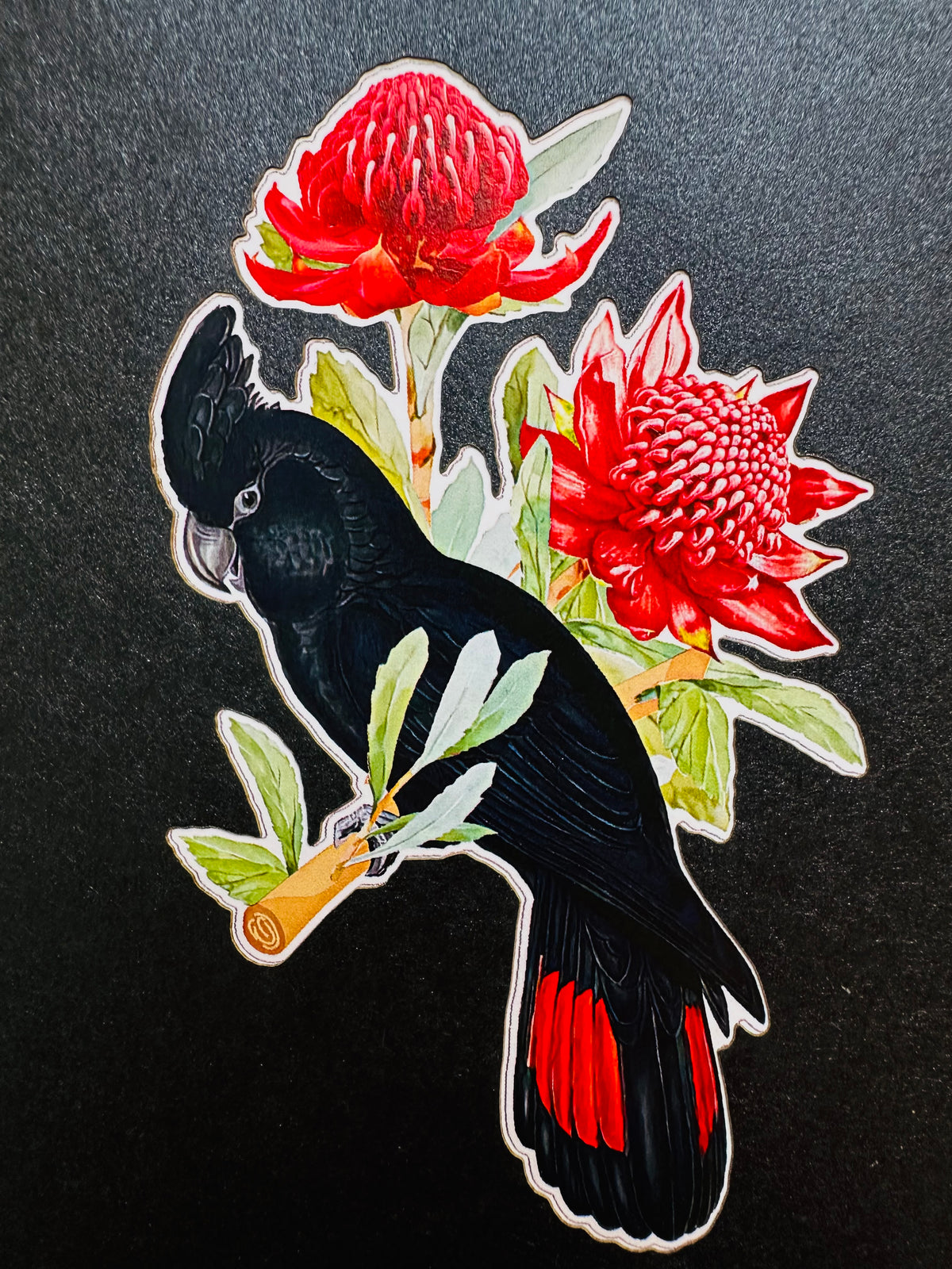 Red-Tailed Black Cockatoo with Red Waratahs - Australian Bird Origami Pop Cards 3D Pop Up Greeting Card Happy Birthday Thank You Handmade Gift Thinking of You Blank Card for Any Occasion Happy Mother's Day Happy Father's Australiana Birds