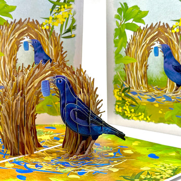 Satin Bowerbird - Australia's Unique Wildlife Origami Pop Cards 3D Pop Up Greeting Card Celebrate Happy Birthday Thank You Handmade Best Wishes Gift Thinking of You Blank Card for Any Occasion Happy Mother's Day Happy Father's Day Australiana Nature