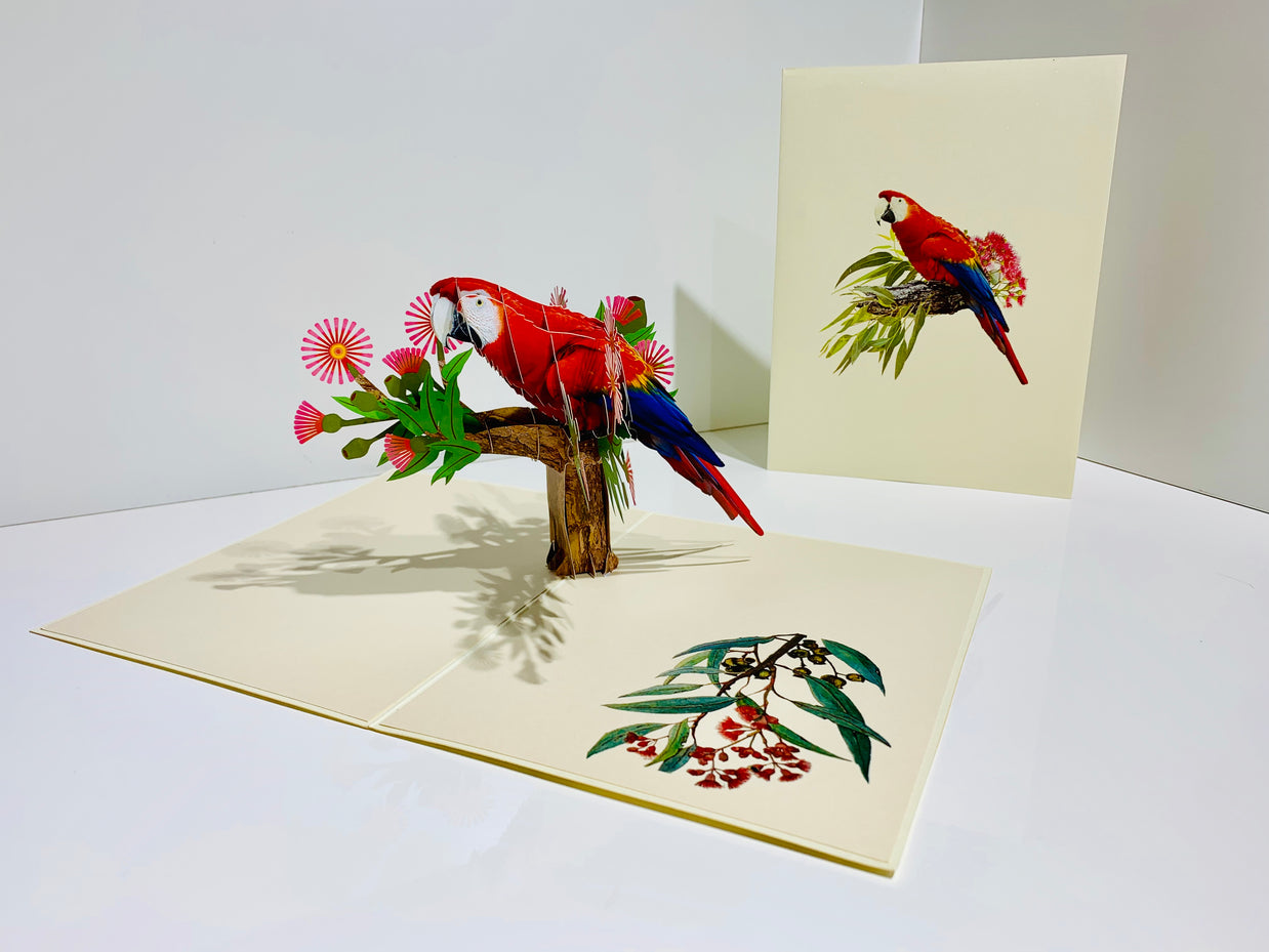 Scarlet Macaw Parrot Yellow Red & Blue Neotropical Bird Origami Pop Cards 3D Pop Up Greeting Card Happy Birthday Thank You Handmade Gift Thinking of You Blank Card for Any Occasion Happy Mother's Day Happy Father's Australiana Birds (Copy)