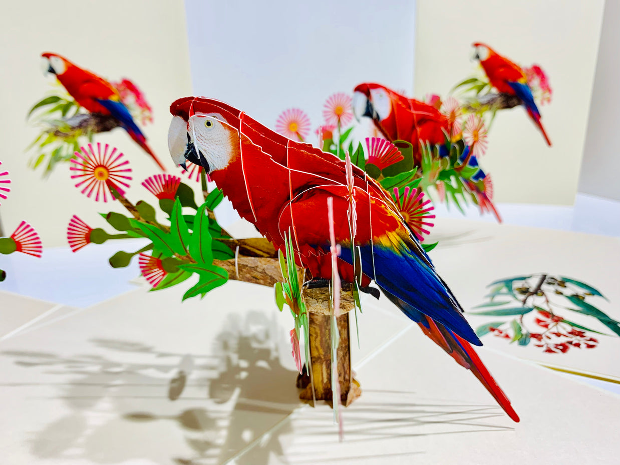 Scarlet Macaw Parrot Yellow Red & Blue Neotropical Bird Origami Pop Cards 3D Pop Up Greeting Card Happy Birthday Thank You Handmade Gift Thinking of You Blank Card for Any Occasion Happy Mother's Day Happy Father's Australiana Birds (Copy)