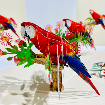 Scarlet Macaw Parrot Yellow Red & Blue Neotropical Bird Origami Pop Cards 3D Pop Up Greeting Card Happy Birthday Thank You Handmade Gift Thinking of You Blank Card for Any Occasion Happy Mother's Day Happy Father's Australiana Birds (Copy)