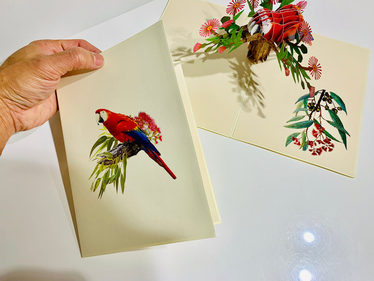 Scarlet Macaw Parrot Yellow Red & Blue Neotropical Bird Origami Pop Cards 3D Pop Up Greeting Card Happy Birthday Thank You Handmade Gift Thinking of You Blank Card for Any Occasion Happy Mother's Day Happy Father's Australiana Birds (Copy)