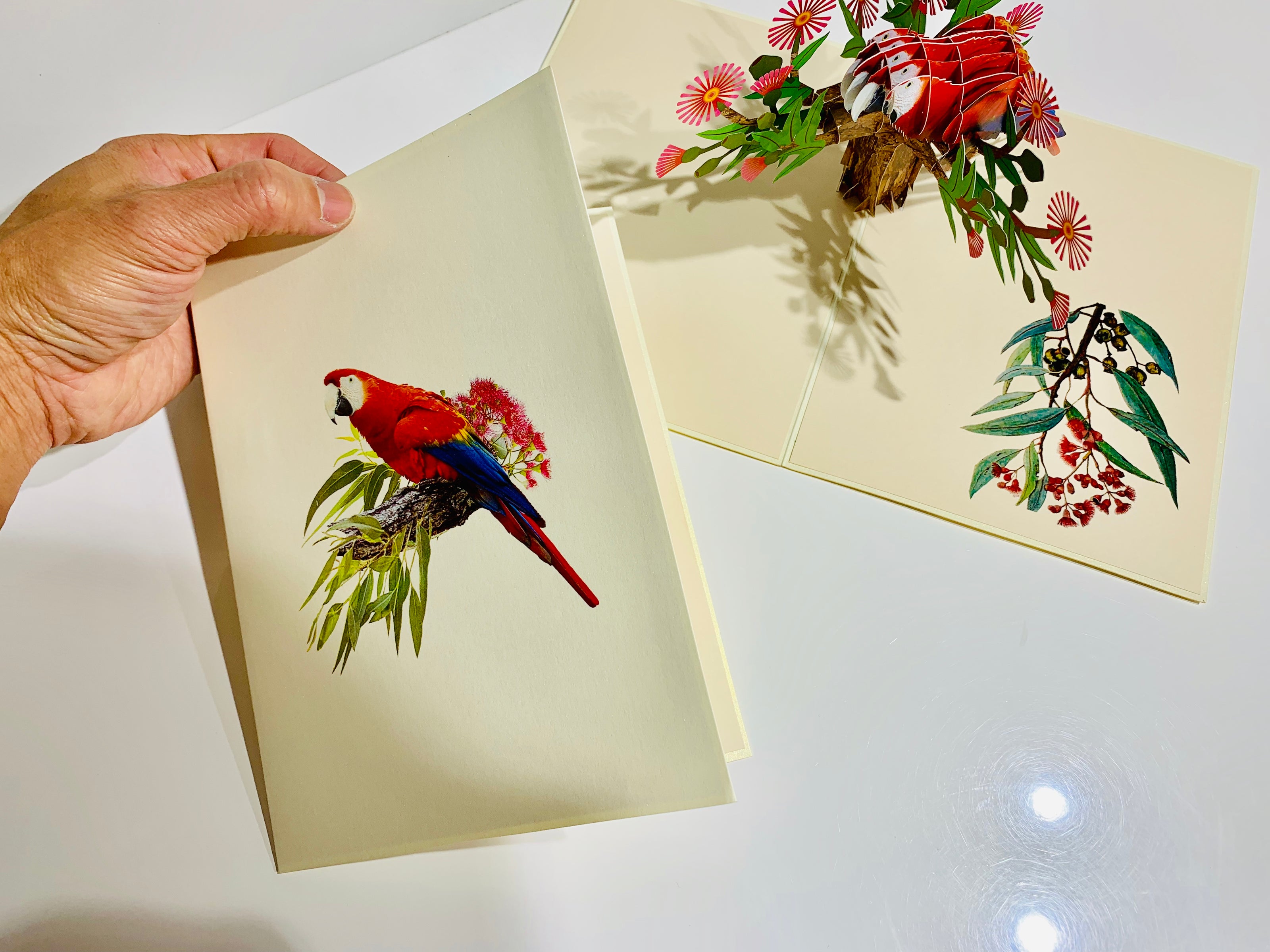 Scarlet Macaw Parrot Yellow Red & Blue Neotropical Bird Origami Pop Cards 3D Pop Up Greeting Card Happy Birthday Thank You Handmade Gift Thinking of You Blank Card for Any Occasion Happy Mother's Day Happy Father's Australiana Birds (Copy)