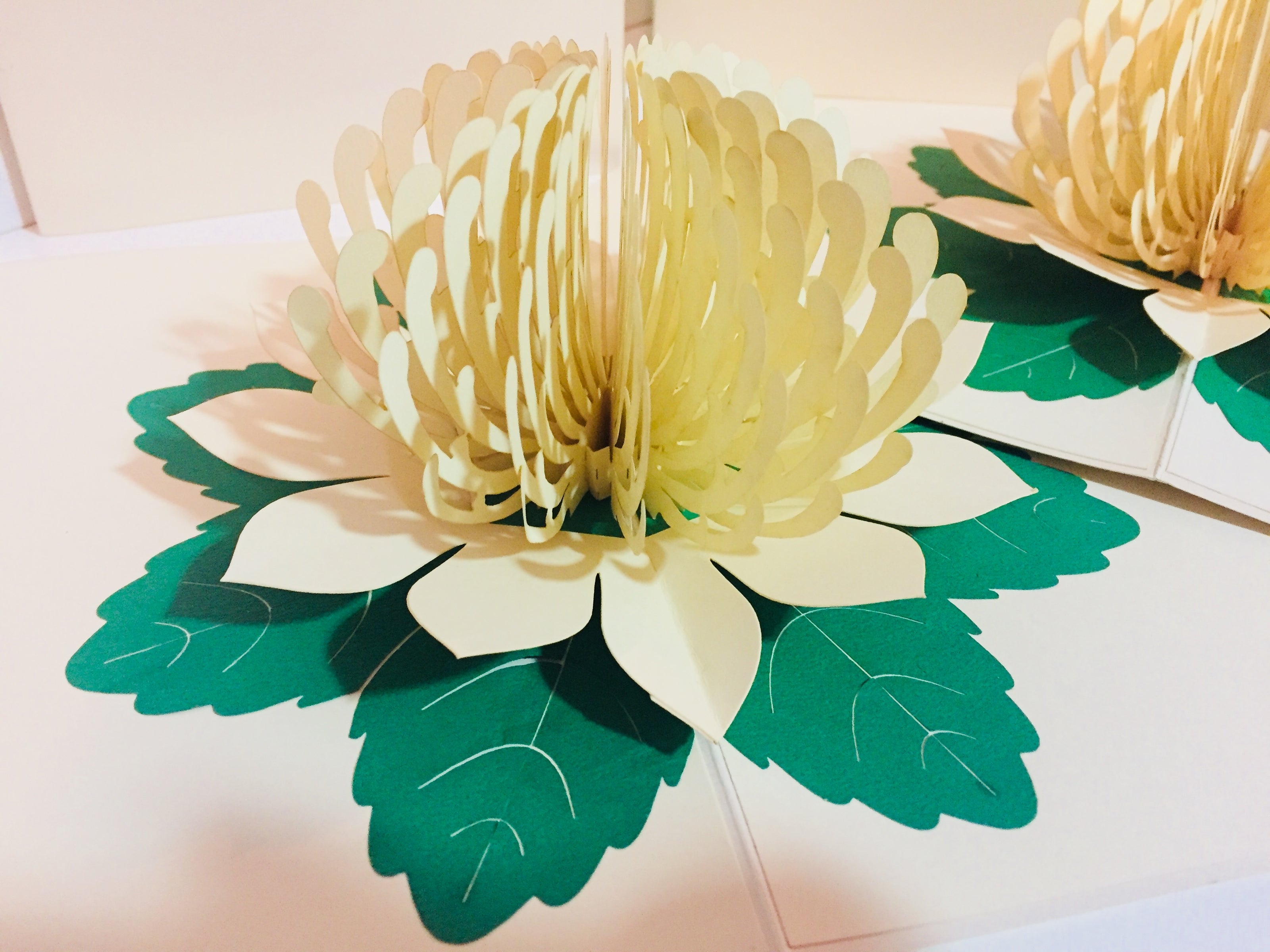 Metallic White Waratah Australian Native Flower Origami Pop Cards 3D Pop Up Greeting Card Happy Birthday Thank You Handmade Gift Thinking of You Blank Card for Any Occasion Happy Mother's Day Happy Father's Australiana (Copy)