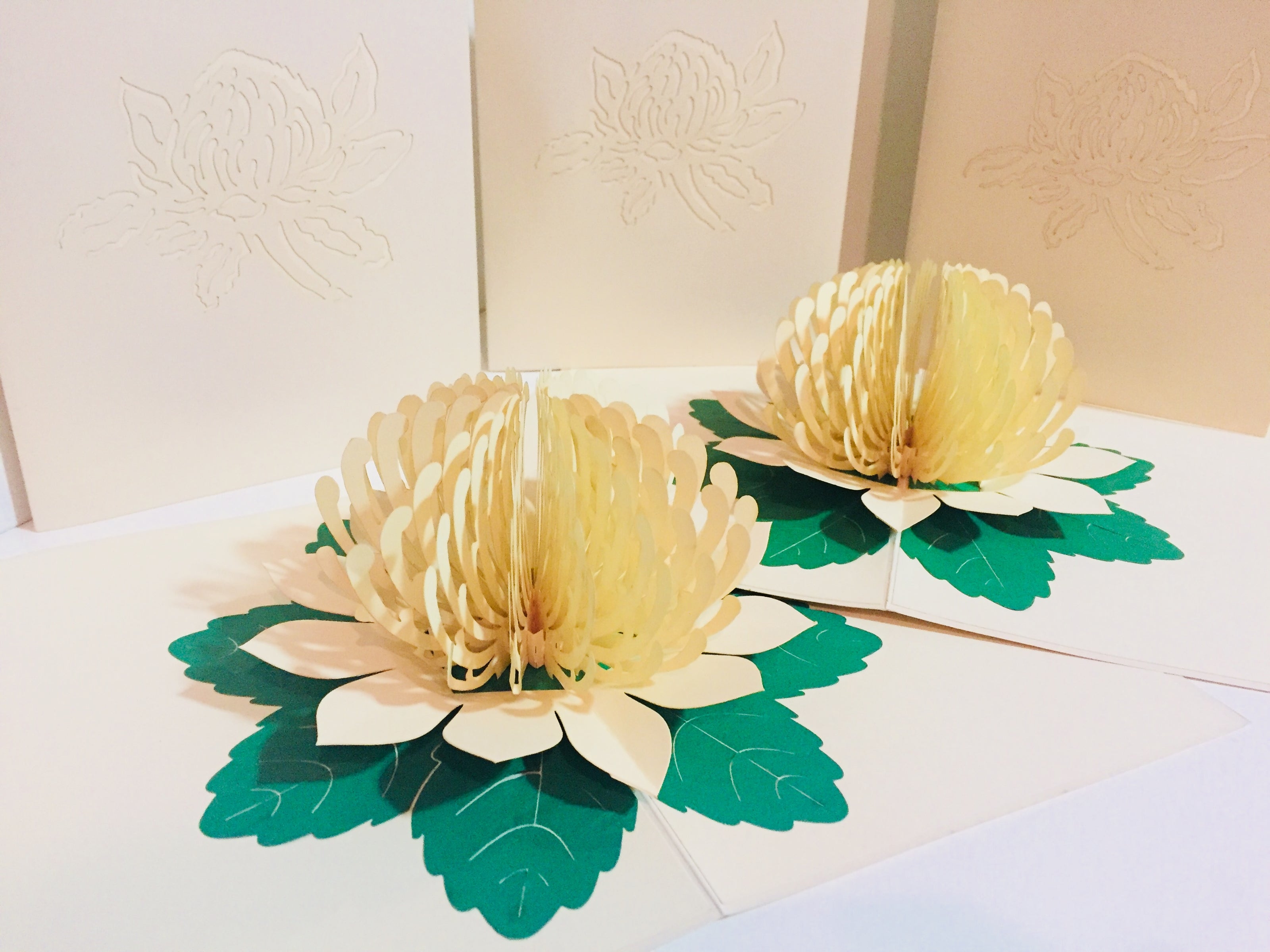 Metallic White Waratah Australian Native Flower Origami Pop Cards 3D Pop Up Greeting Card Happy Birthday Thank You Handmade Gift Thinking of You Blank Card for Any Occasion Happy Mother's Day Happy Father's Australiana (Copy)