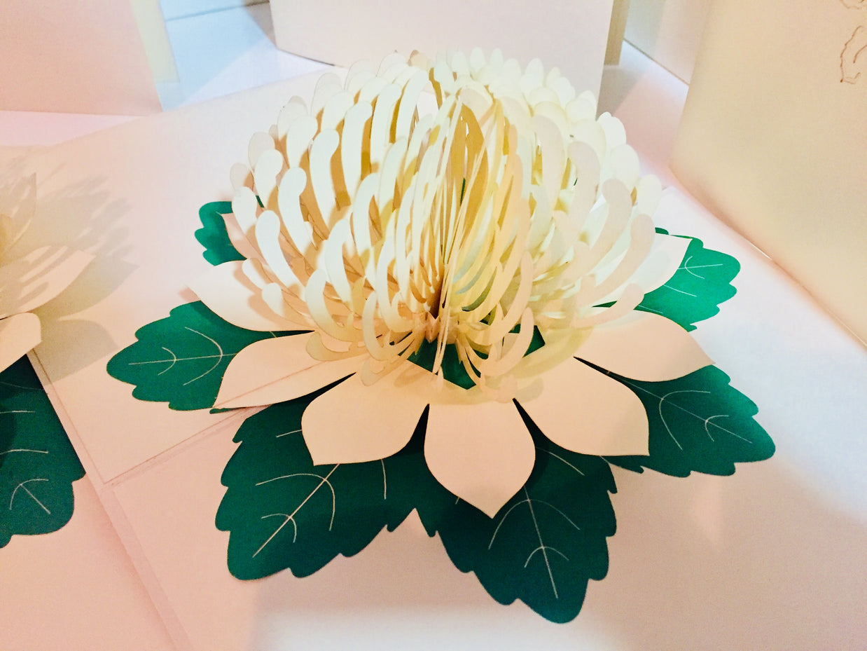 Metallic White Waratah Australian Native Flower Origami Pop Cards 3D Pop Up Greeting Card Happy Birthday Thank You Handmade Gift Thinking of You Blank Card for Any Occasion Happy Mother's Day Happy Father's Australiana (Copy)