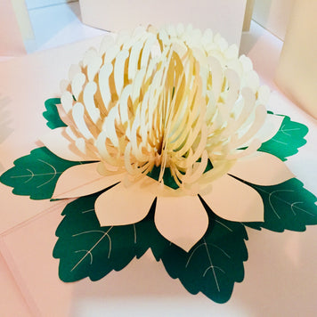 Metallic White Waratah Australian Native Flower Origami Pop Cards 3D Pop Up Greeting Card Happy Birthday Thank You Handmade Gift Thinking of You Blank Card for Any Occasion Happy Mother's Day Happy Father's Australiana (Copy)