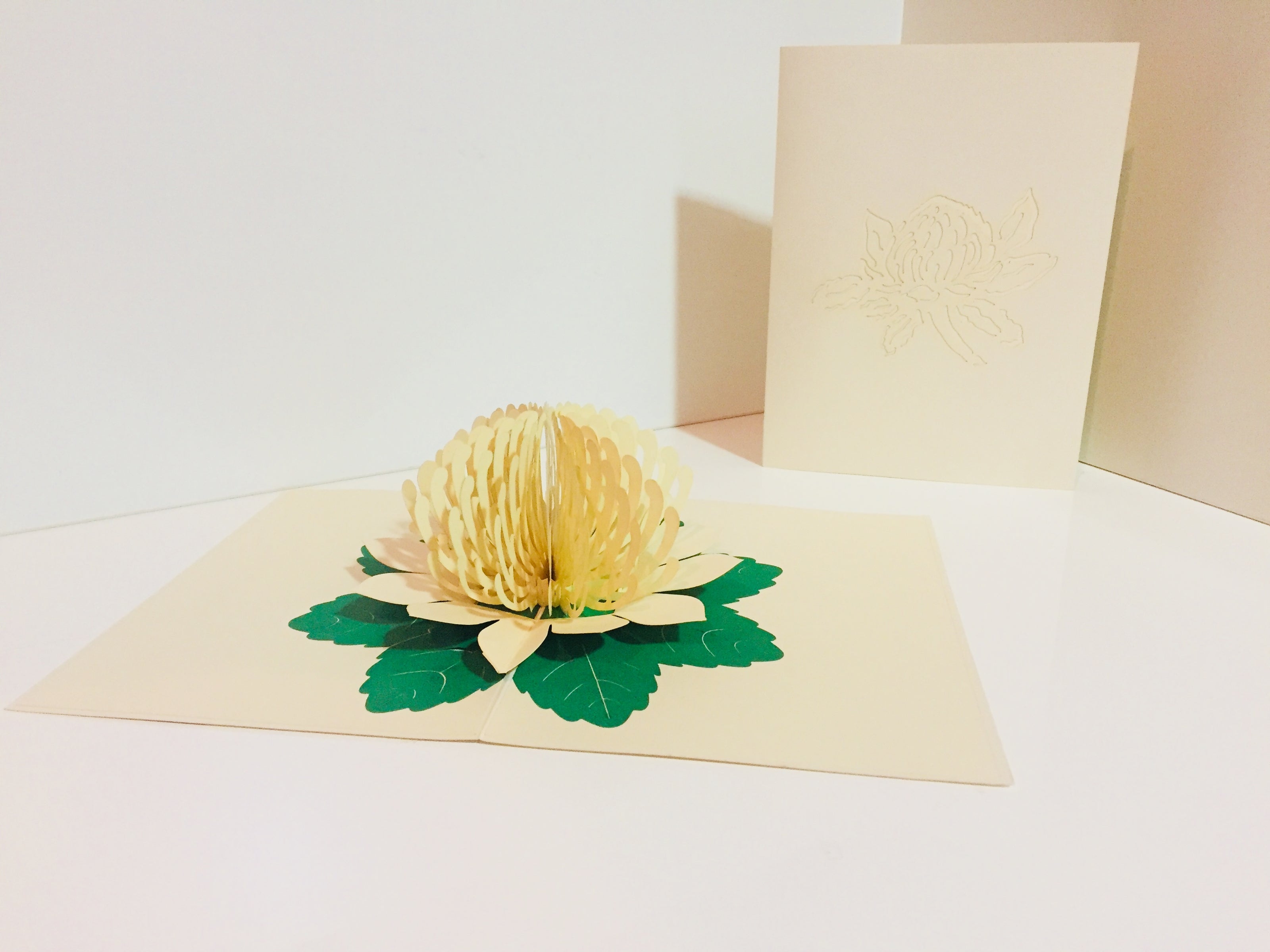 Metallic White Waratah Australian Native Flower Origami Pop Cards 3D Pop Up Greeting Card Happy Birthday Thank You Handmade Gift Thinking of You Blank Card for Any Occasion Happy Mother's Day Happy Father's Australiana (Copy)