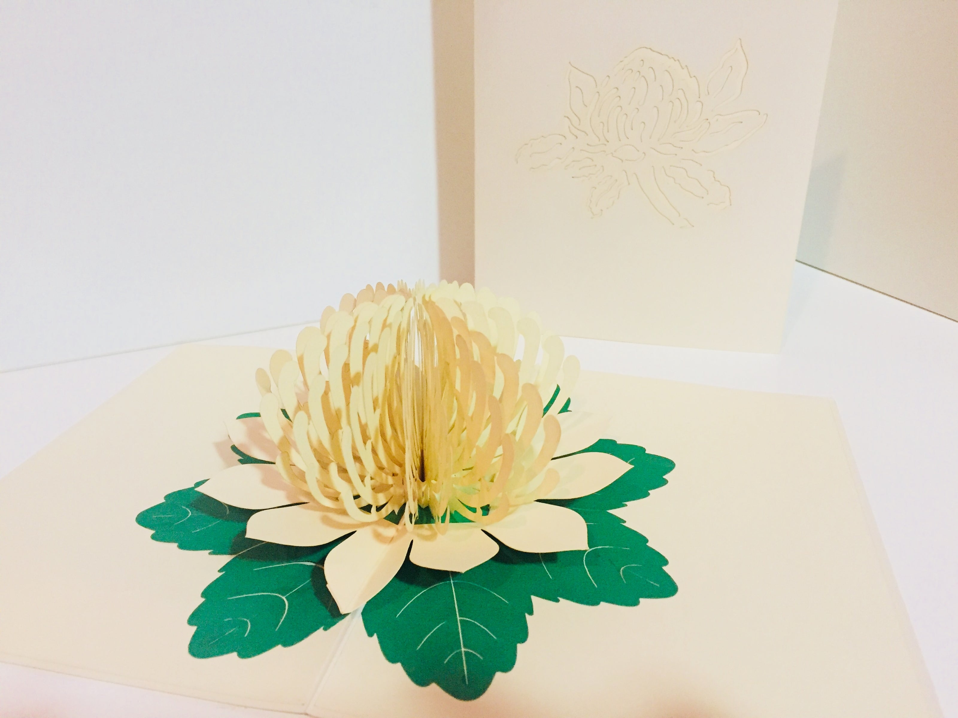 Metallic White Waratah Australian Native Flower Origami Pop Cards 3D Pop Up Greeting Card Happy Birthday Thank You Handmade Gift Thinking of You Blank Card for Any Occasion Happy Mother's Day Happy Father's Australiana (Copy)