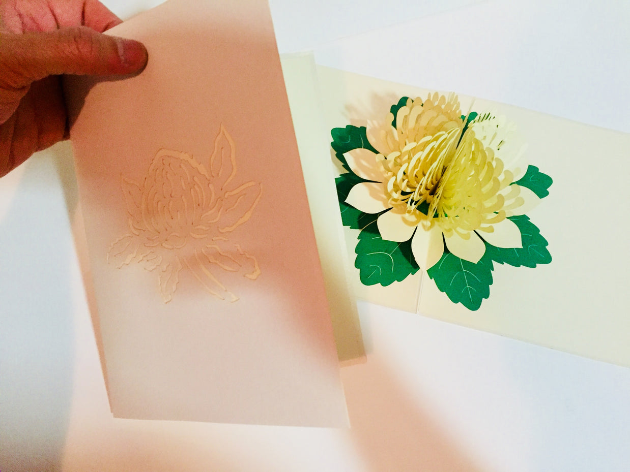 Metallic White Waratah Australian Native Flower Origami Pop Cards 3D Pop Up Greeting Card Happy Birthday Thank You Handmade Gift Thinking of You Blank Card for Any Occasion Happy Mother's Day Happy Father's Australiana (Copy)