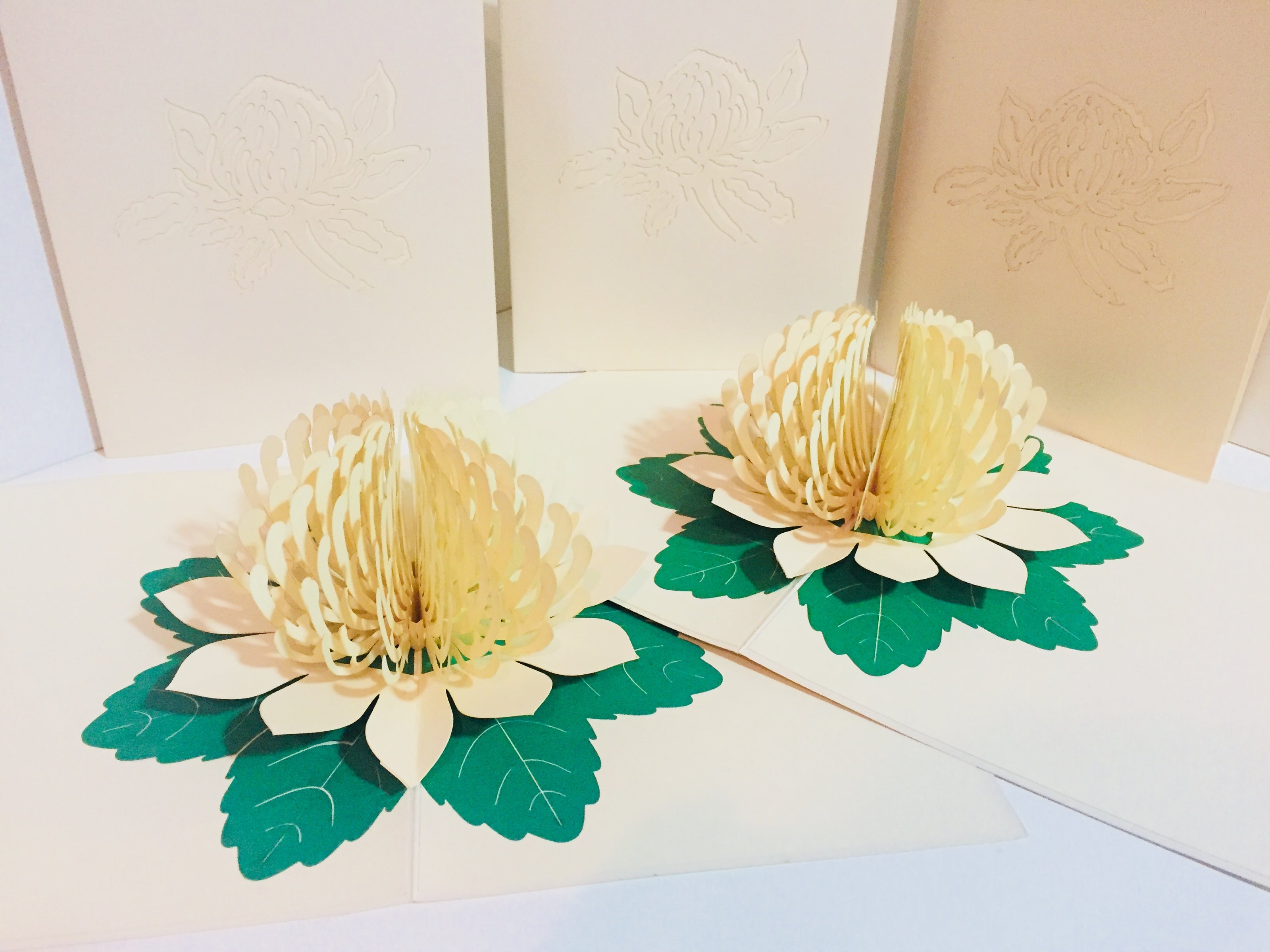 Metallic White Waratah Australian Native Flower Origami Pop Cards 3D Pop Up Greeting Card Happy Birthday Thank You Handmade Gift Thinking of You Blank Card for Any Occasion Happy Mother's Day Happy Father's Australiana (Copy)