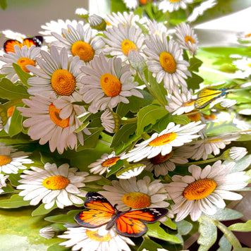 White Daisy Garden with Butterflies Origami Pop Cards 3D Pop Up Greeting Card Happy Birthday Thank You Handmade Gift Thinking of You Blank Card for Any Occasion Happy Mother's Day Happy Father's Australiana Celebrate the Beauty of Flower