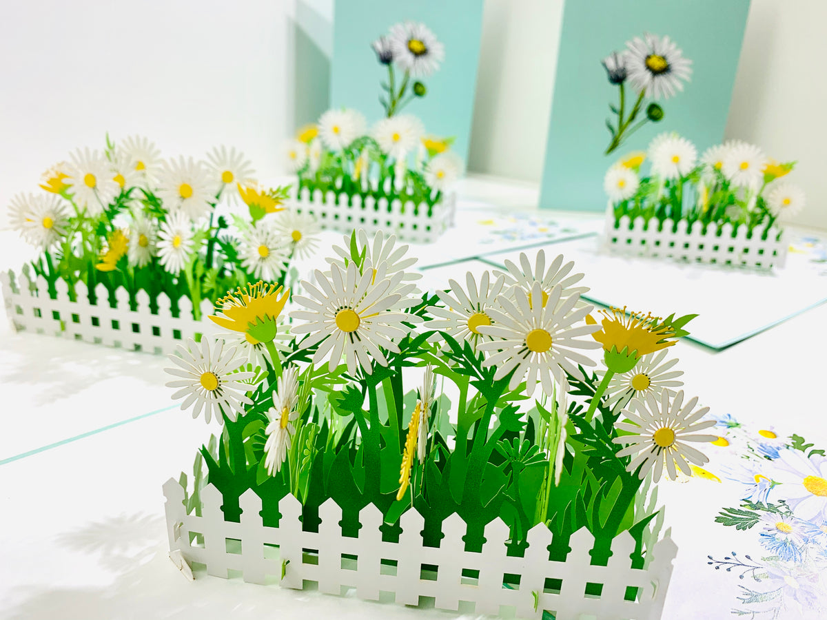 White Daisy Garden Pop Up Card - Bellis Perennis the simplicity & classic 