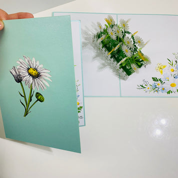 White Daisy Garden Pop Up Card - Bellis Perennis the simplicity & classic 