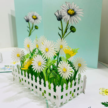White Daisy Garden Pop Up Card - Bellis Perennis the simplicity & classic 