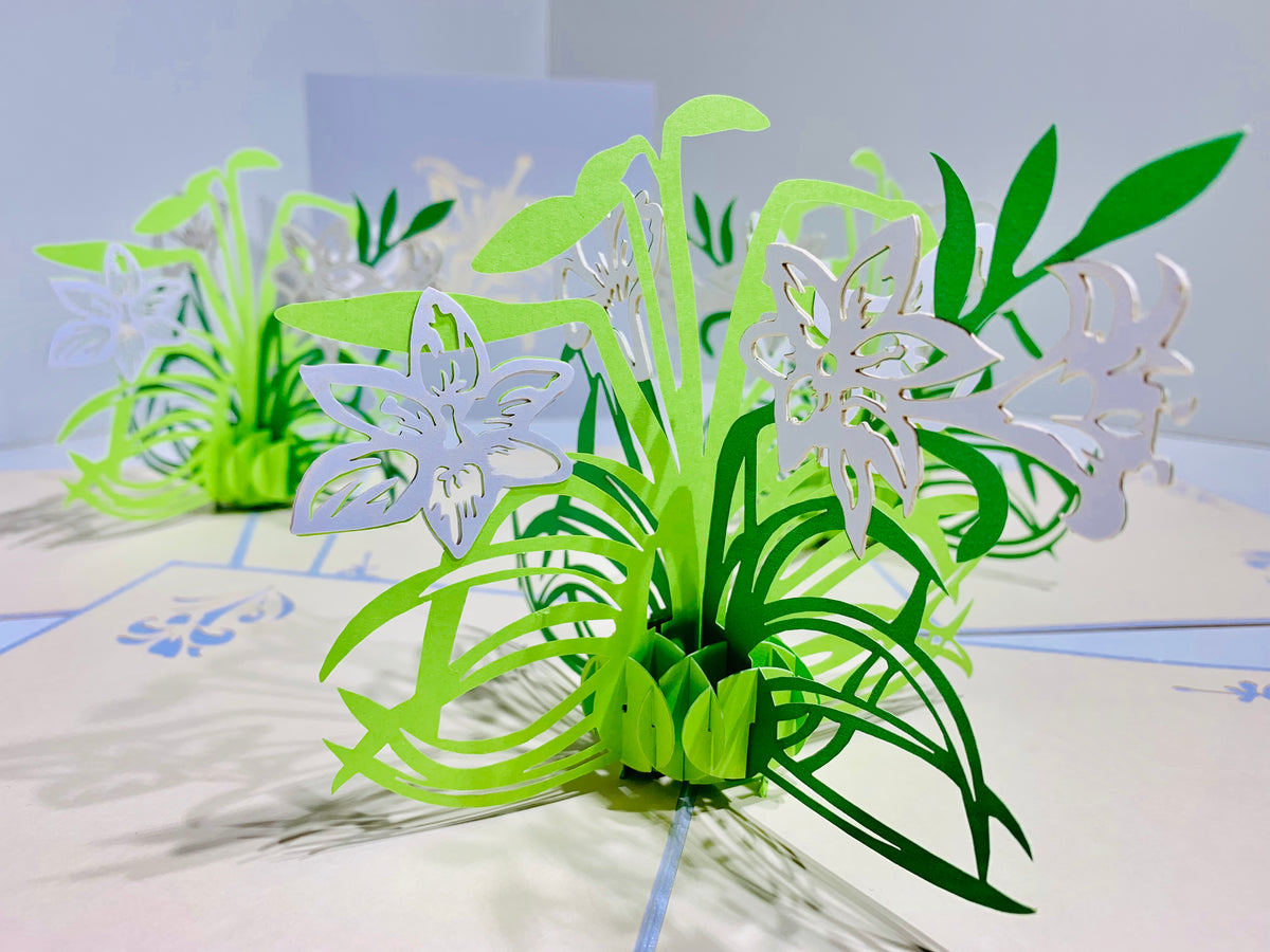 White Lily Flowers - Origami Pop Cards 3D Pop Up Greeting Card Happy Birthday Thank You Handmade Gift Thinking of You Blank Card for Any Occasion Happy Mother's Day Australiana Celebrate the Beauty