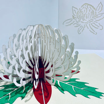 Waratah Australian Native Flower in White Origami Pop Cards 3D Pop Up Greeting Card Happy Birthday Thank You Handmade Gift Thinking of You Blank Card for Any Occasion Happy Mother's Day Happy Father's Australiana