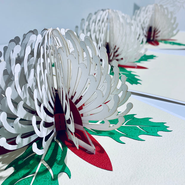 Waratah Australian Native Flower in White Origami Pop Cards 3D Pop Up Greeting Card Happy Birthday Thank You Handmade Gift Thinking of You Blank Card for Any Occasion Happy Mother's Day Happy Father's Australiana