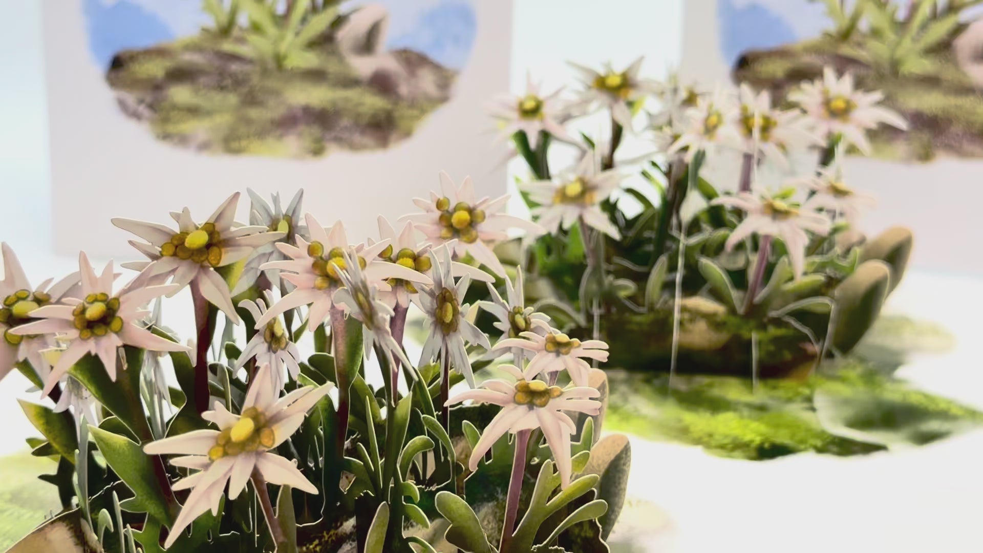 Australian Flannel Native Flower Garden Origami Pop Cards 3D Pop Up Greeting Card Happy Birthday Thank You Handmade Gift Thinking of You Blank Card for Any Occasion Happy Mother's Day Happy Father's Australiana Celebrate the Beauty of Flower